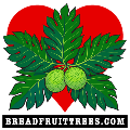 breadfruit